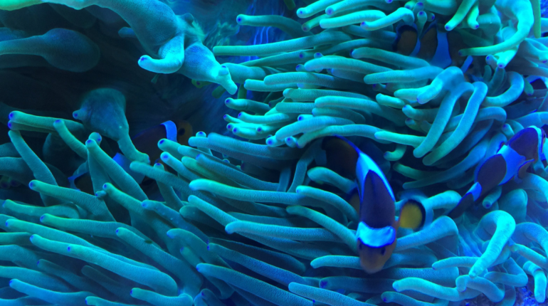 What is the 30×30 conservation initiative?