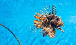 Lionfish-derived leather alternative heals ecosystems