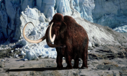 What the emerging woolly mammoth tusk says about our planet