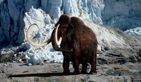 What the emerging woolly mammoth tusk says about our planet