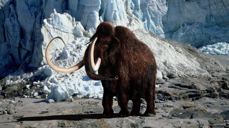 What the emerging woolly mammoth tusk says about our planet