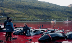 Will limits on Faroe Islands whale hunt numbers work?