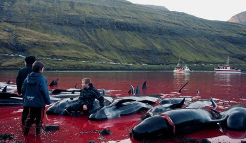 Will limits on Faroe Islands whale hunt numbers work?