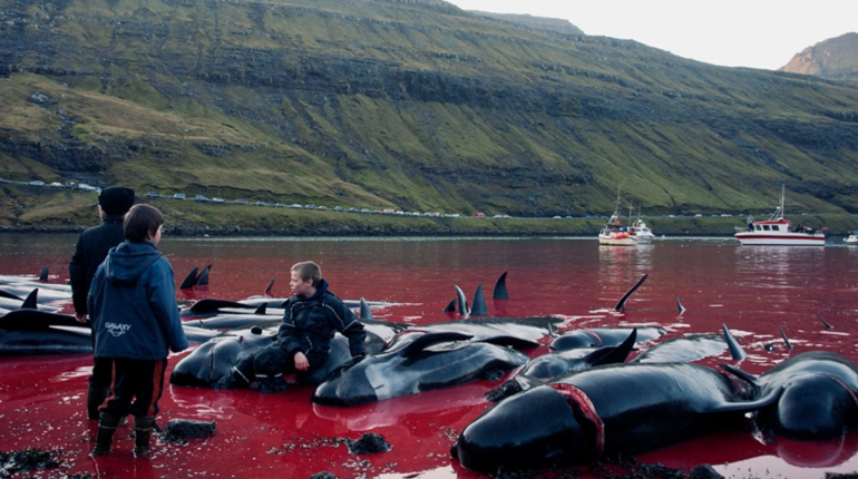 Will limits on Faroe Islands whale hunt numbers work?