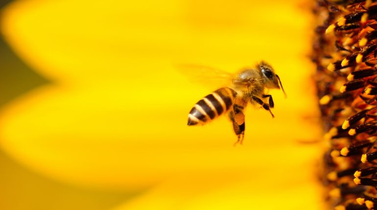 Modern pesticides are getting bees ‘drunk’
