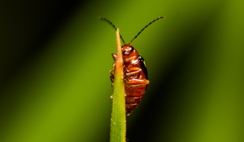 Researchers create solar powered cyborg cockroaches