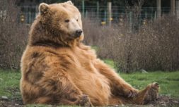 Hibernating bears may hold the secret to curing diabetes