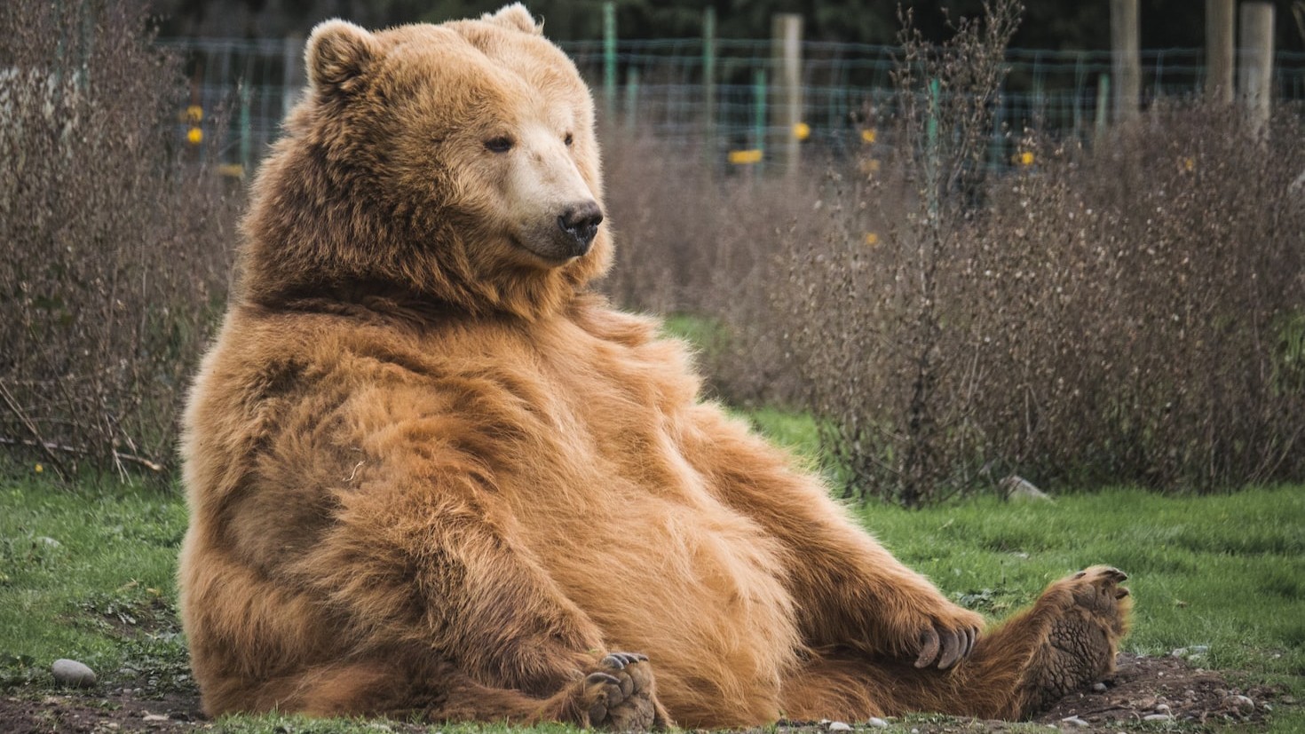 Hibernating bears may hold the secret to curing diabetes