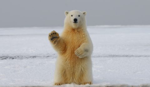 New report shows drastic decline in global wildlife New report shows drastic decline in global wildlife