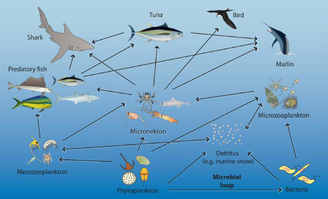 Изучите фрагмент экосистемы океана представленный