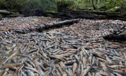 Wild salmon are dying in massive numbers due to drought