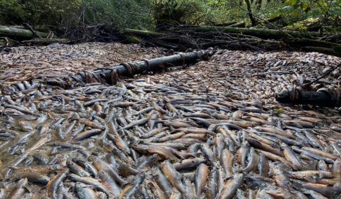 Wild salmon are dying in massive numbers due to drought Wild salmon are dying in massive numbers due to drought