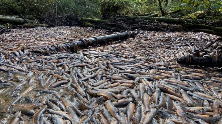 Wild salmon are dying in massive numbers due to drought