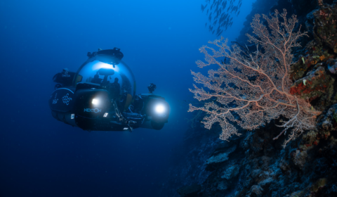 Scientists have discovered a new ecosystem in the Indian Ocean Scientists have discovered a new ecosystem in the Indian Ocean