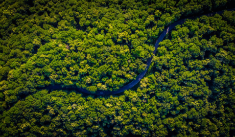 Brazil’s Amazon Fund has been revived thanks to new governance Brazil’s Amazon Fund has been revived thanks to new governance