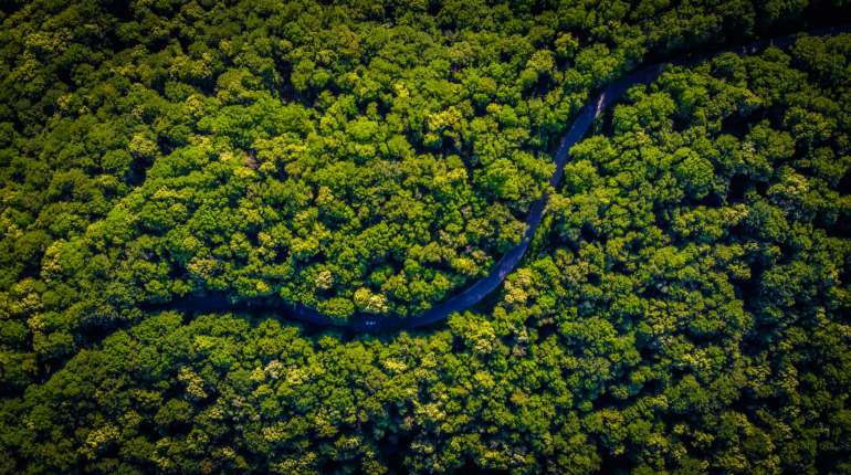 Brazil’s Amazon Fund has been revived thanks to new governance