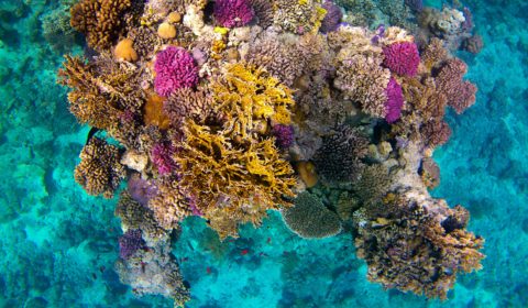 Coral reef projects receive a major boost in funding
