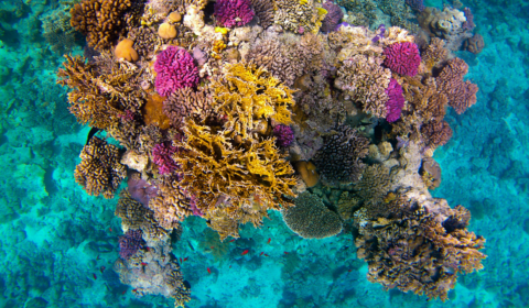 Coral reef projects receive a major boost in funding