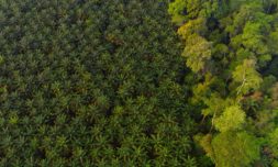 EU bans the sale of products linked to deforestation
