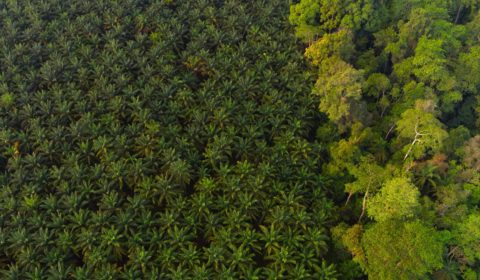 EU bans the sale of products linked to deforestation EU bans the sale of products linked to deforestation