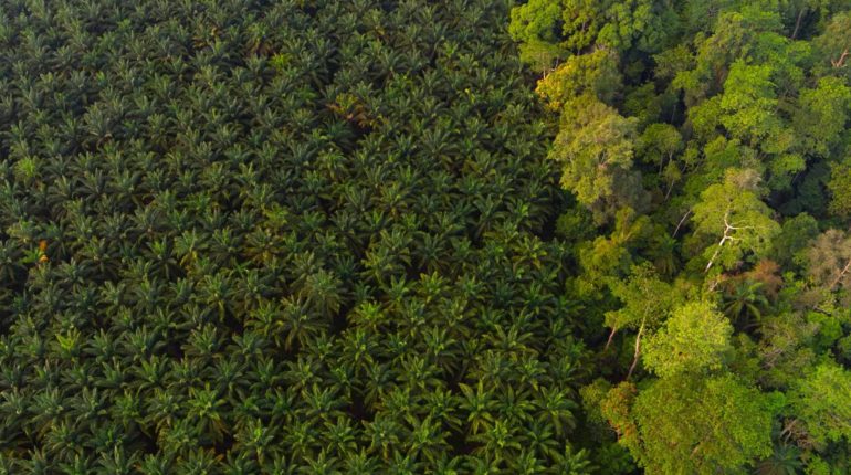 EU bans the sale of products linked to deforestation