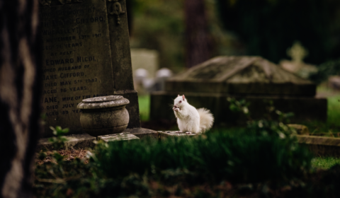 UK authorities want to reuse graves as burial space diminishes