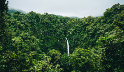 Analysis says most carbon ‘offsets’ by big companies do nothing