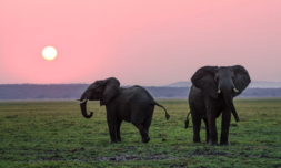 Opinion – The Elephant Whisperer is necessary and urgent