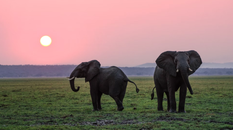 Opinion – The Elephant Whisperer is necessary and urgent