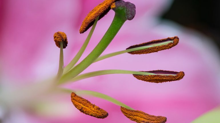 Global pollinator losses linked to excess fatalities