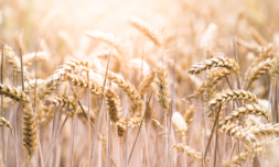 ‘Holy grail’ wheat gene could make heat resistant crops