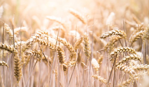 ‘Holy grail’ wheat gene could make heat resistant crops