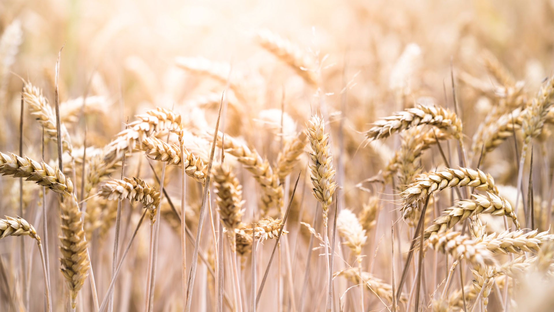 ‘Holy grail’ wheat gene could make heat resistant crops