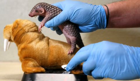 How international zoos could save rare species from extinction