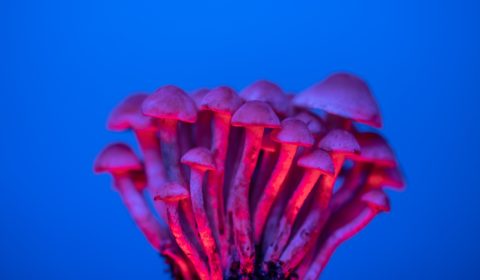 Australia legalises therapeutic use of MDMA and psilocybin