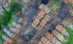 1/3 of companies linked to deforestation are doing nothing to stop