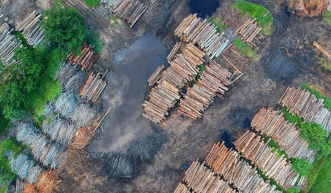 1/3 of companies linked to deforestation are doing nothing to stop