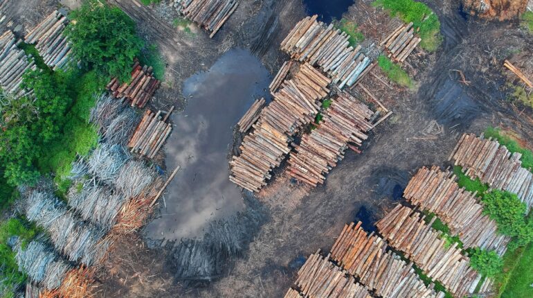 1/3 of companies linked to deforestation are doing nothing to stop