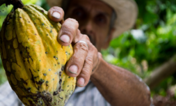 How discarded cocoa beans are turned into eco-friendly materials