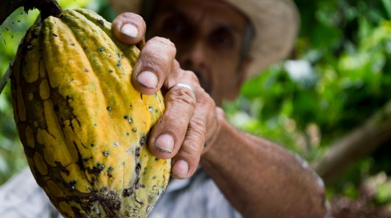 How discarded cocoa beans are turned into eco-friendly materials