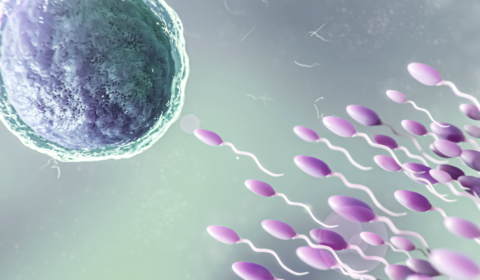 Male contraceptive pill prototype stops sperm swimming