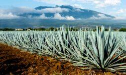 Tequila and mezcal production could be halted by climate change