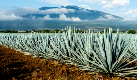 Tequila and mezcal production could be halted by climate change