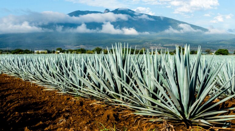 Tequila and mezcal production could be halted by climate change