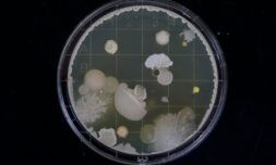 Pathogenic fungi could get stronger as the climate grows warmer