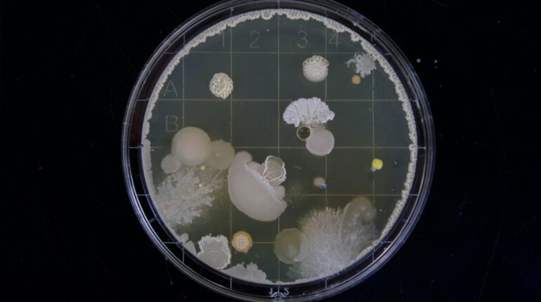 Pathogenic fungi could get stronger as the climate grows warmer