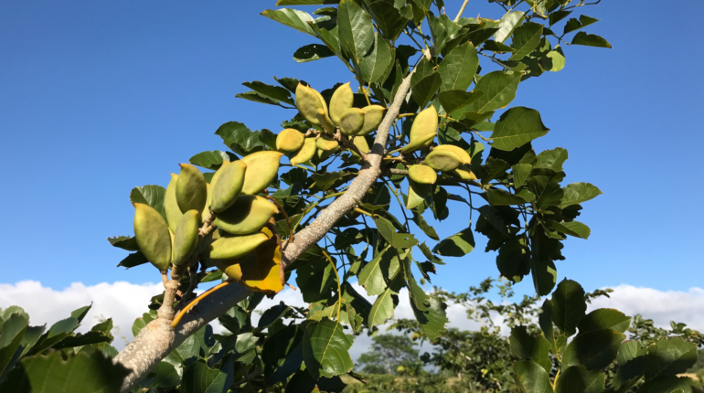 This tree offers an eco-friendly alternative to palm oil and soy