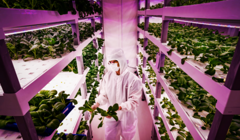 Is the vertical farming bubble popping already?