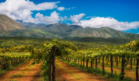 Climate change forces winemakers to turn to ancient grapes