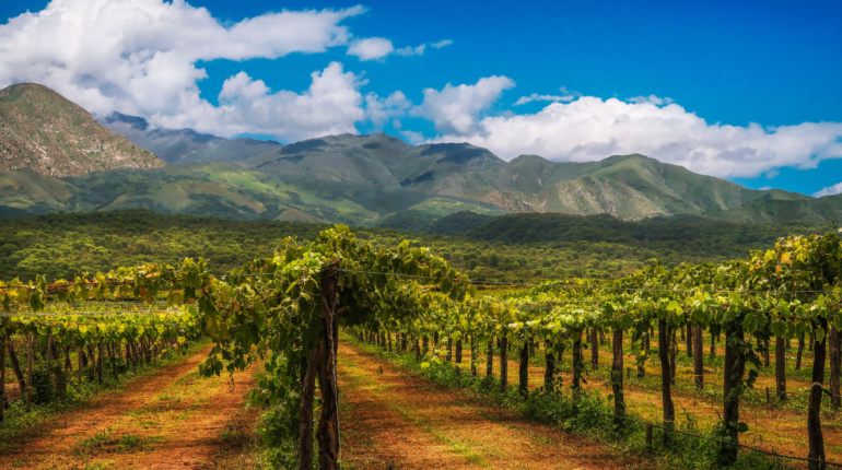 Climate change forces winemakers to turn to ancient grapes